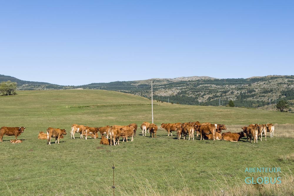 Grasende Kuhherde im Naturpark Blidinje