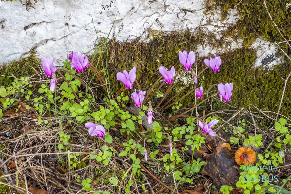 Festungsdorf Pocitelj: Alpenveilchen an der Stadtmauer