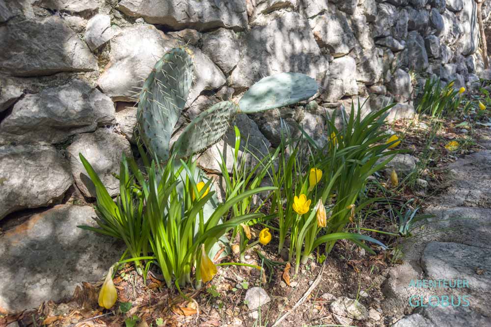 Festungsdorf Pocitelj: Goldkrokusse an der Stadtmauer