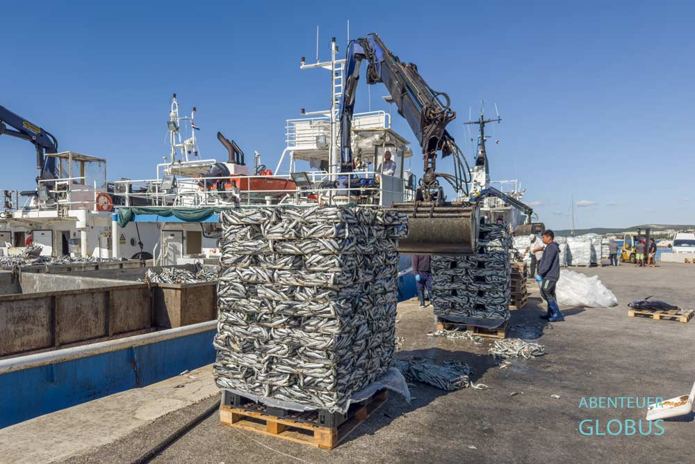 Im Hafen von Biogad na Moru werden Fische verladen.