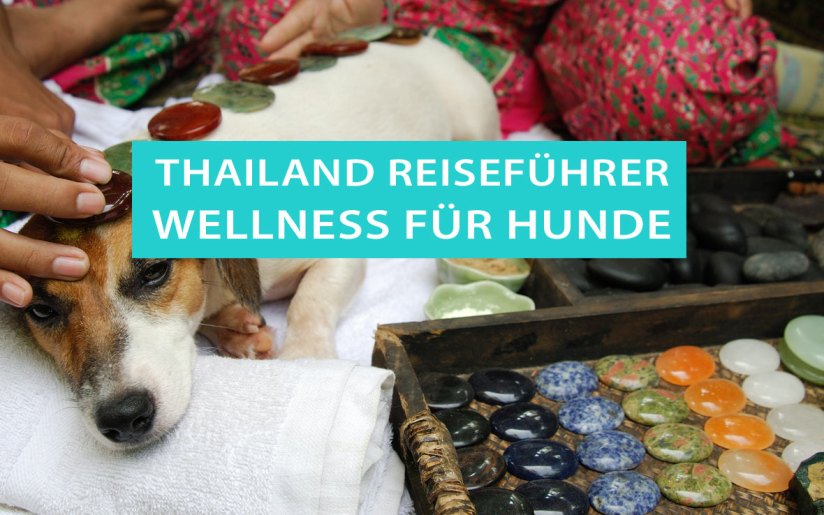 Jack-Russell-Terrier bei einer Wellness-Behandlung im Indo Thai Dog Spa in Bangkok