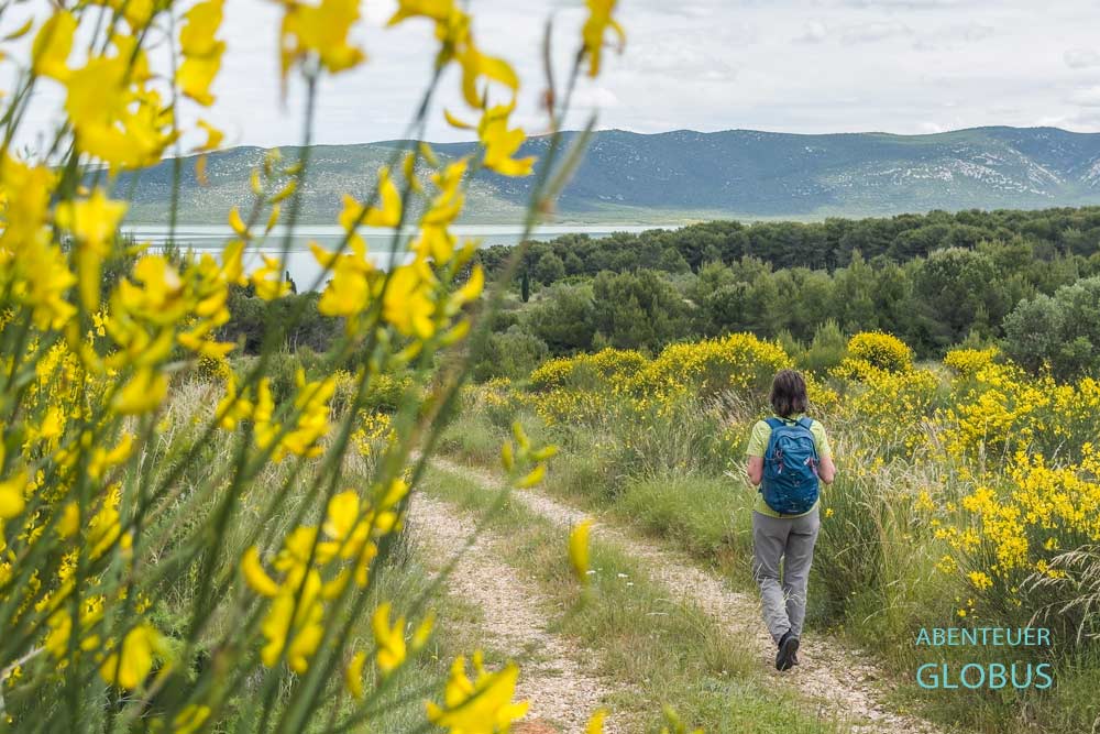 Wanderin auf einem Weg mit Ginster mit Blick zum Vraner See im Naturpark Vransko Jezero in Kroatien