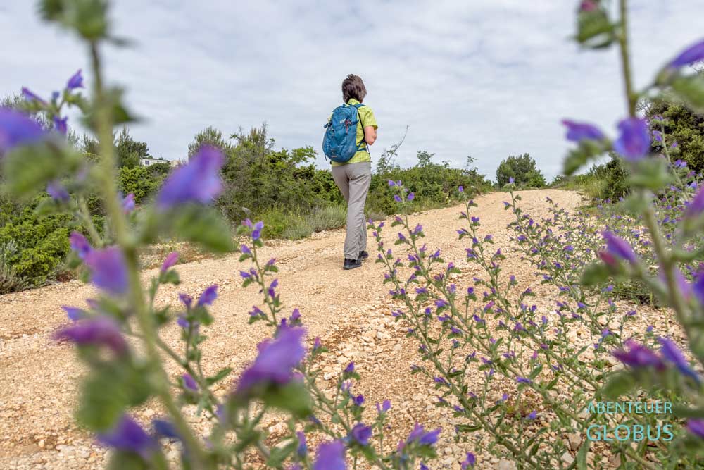 Wanderin auf Schotterweg mit lila Blumen hinauf zum Aussichtspunkt Celinka bei Drage in Kroatien