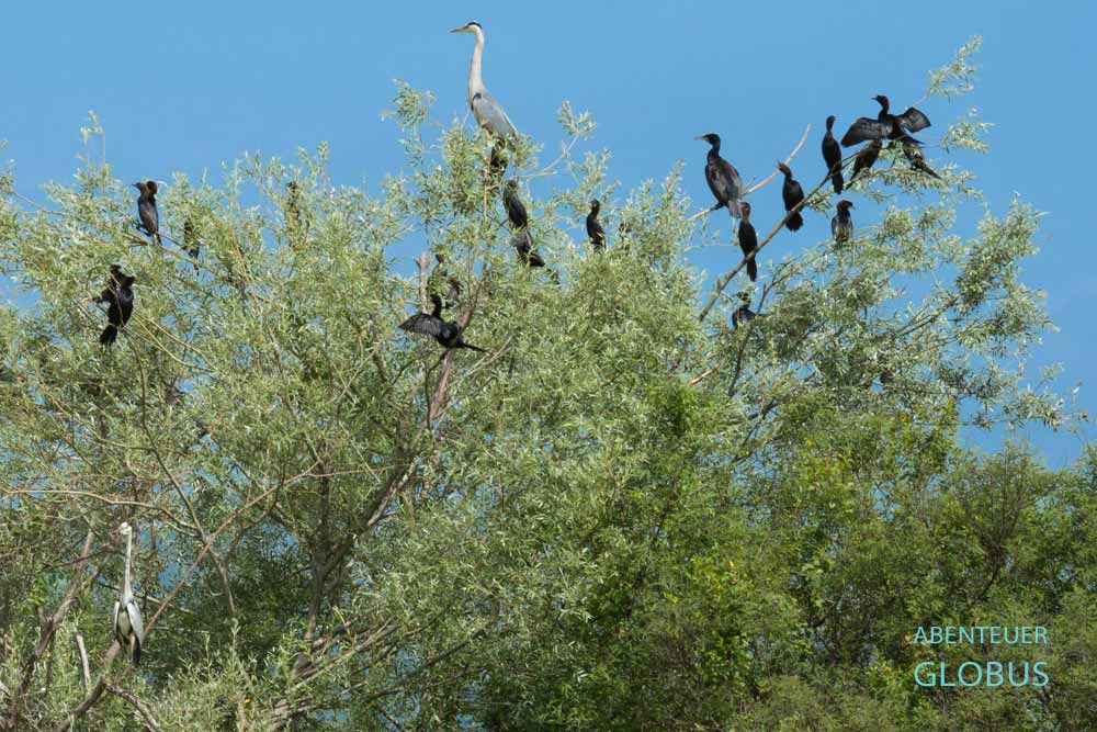 Reiher und Kormorane am Vraner See im Naturpark Vransko Jezero in Kroatien
