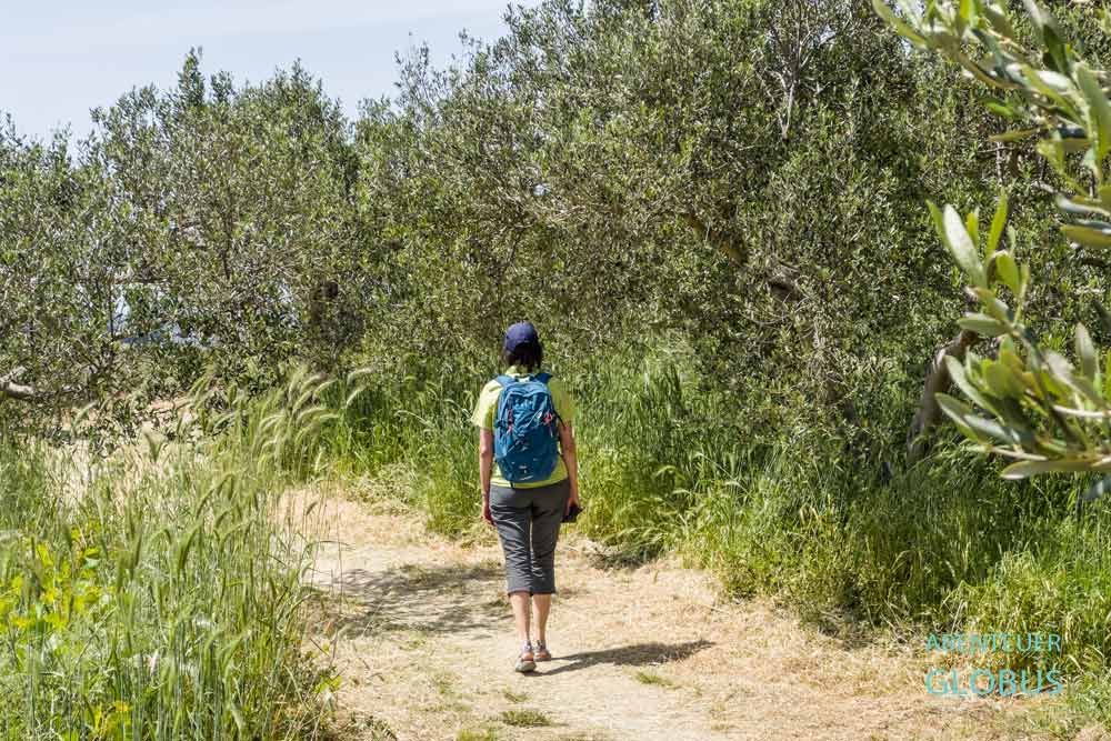 Wanderin auf einem Weg zwischen Olivenhainen am Vrana-See bei Pakostane