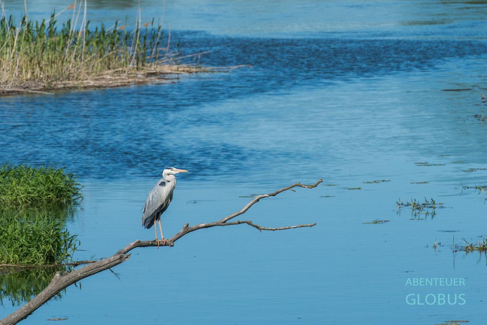 Ein Reiher sitzt auf einem Ast am Vraner See im Naturpark Vransko Jezero in Kroatien.