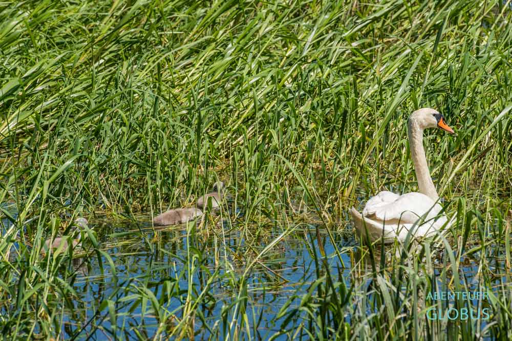 Schwan mit Jungen im Schilf auf dem Vraner See bei Pakostane