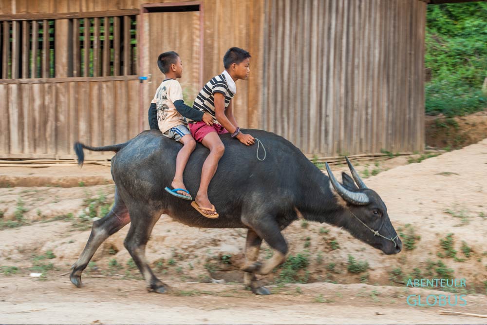 Zwei Jungen reiten auf einem Wasserbüffel durch Nong Khiaw, Laos.