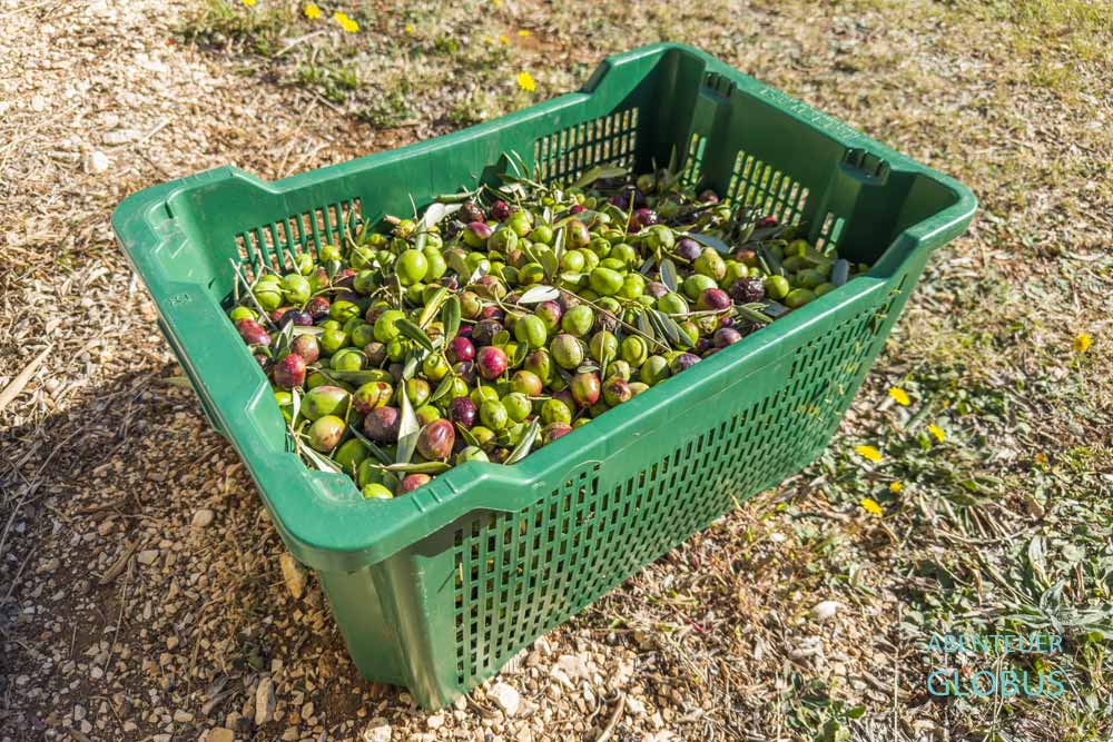 Grüne Plastikkiste voller frisch geernteter Oliven bei der Olivenernte in Sveti Filip i Jakov.