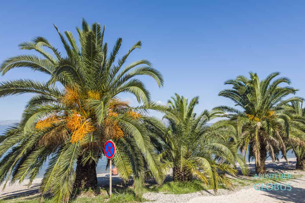 Reihe dickstämmiger Palmen am Vrila Beach in Trpanj, Pelješac.