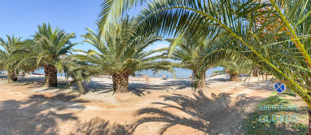 Dicktstämmige Palmen säumen den Strand Vrila am Campingplatz Vrila in Trpanj.