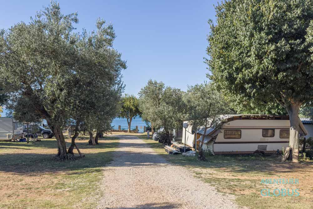 Wohnwagen und Camper unter Olivenbäumen auf dem Campingplatz Rio in Sveti Filip i Jakov