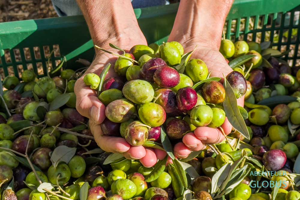 Zwei Hände mit frisch geernteten Oliven in Kroatien