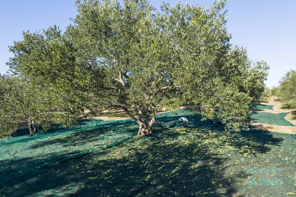 Olivenbaum mit am Boden liegenden Oliven bei der Olivenernte in Sveti Filip i Jakov
