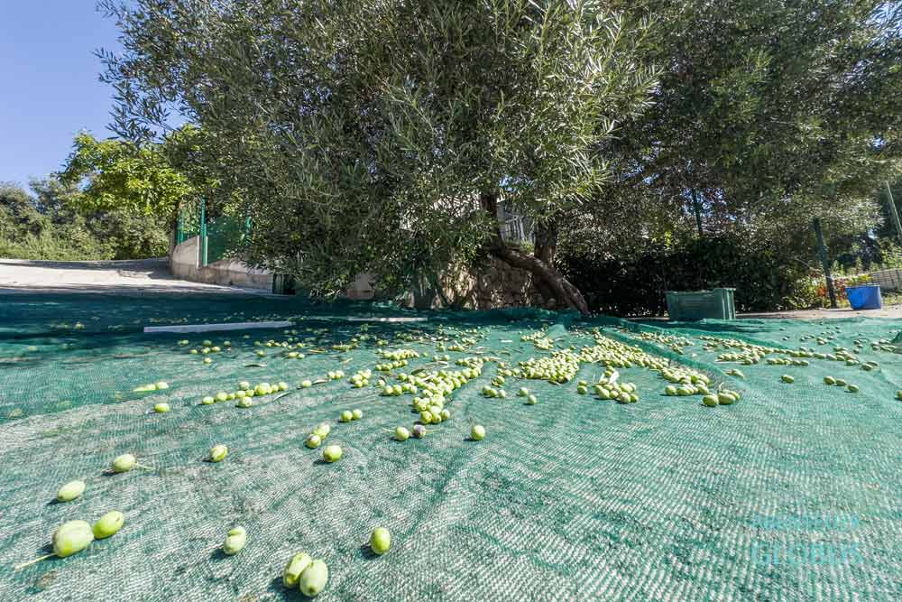 Oliven auf einem Netz unter einem Olivenbaum in Trpanj, Halbinsel Peljesac, Kroatien
