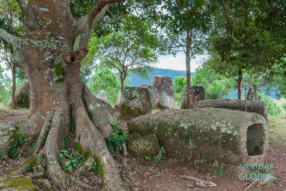 Länglicher Steinkrug liegt unter einem Baum auf der Ebene der Tonkrüge (Site 2)