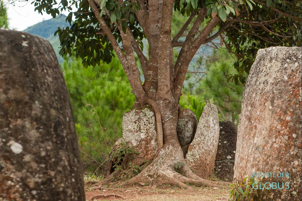 Baumwurzeln sprengen einen Steinkrug in der Ebene der Tonkrüge (Site 2) bei Phonsavan in Laos.