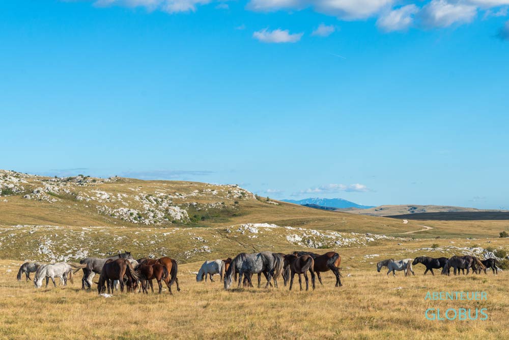 Grasende Pferde auf dem Hochplateau Kruzi nahe Livno