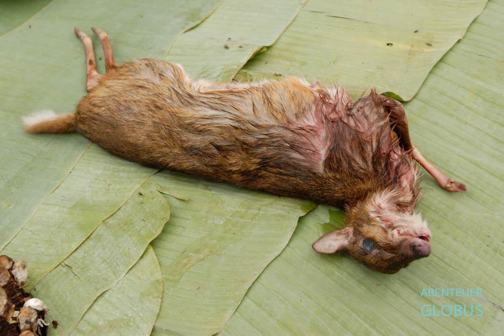 Zum Verkauf angebotenes Reh auf dem Morgenmarkt in Phonsavan