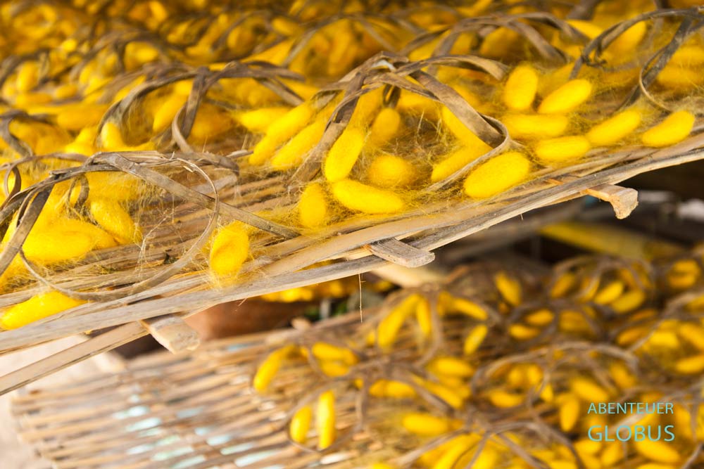 Gelbe Kokons des Seidenspinners in der Mulberries Silk Farm in Phonsavan, Laos