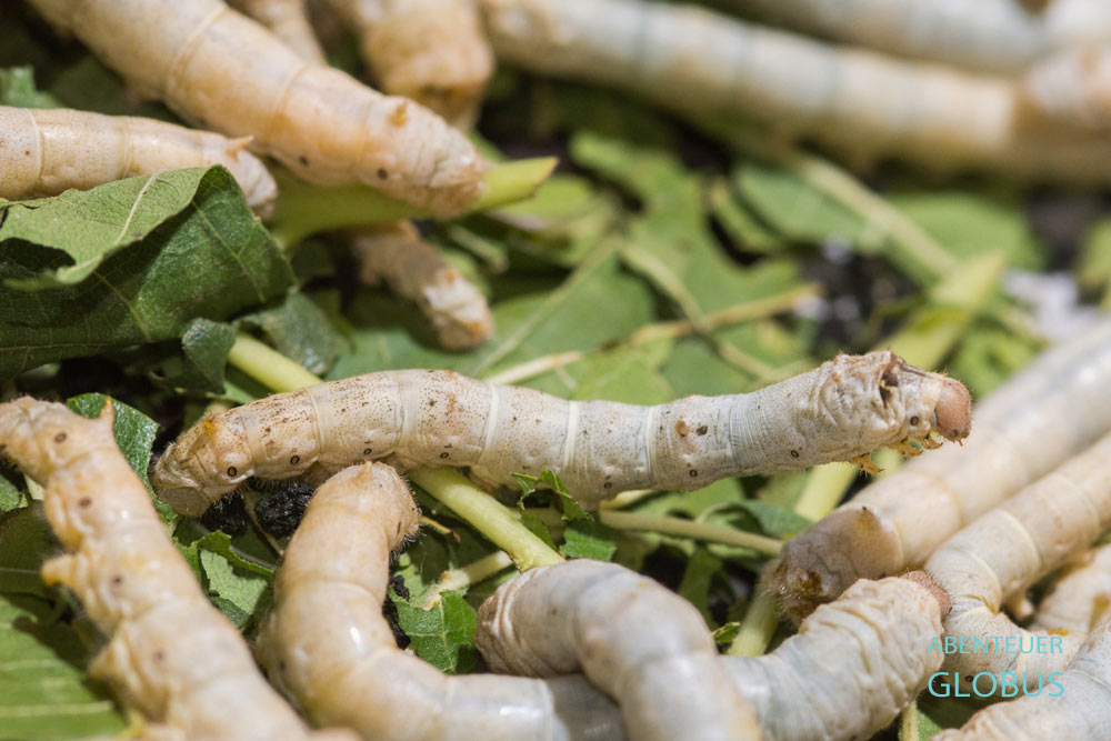 Nahaufnahme von Seidenraupen beim Fressen von Maulbeerblättern