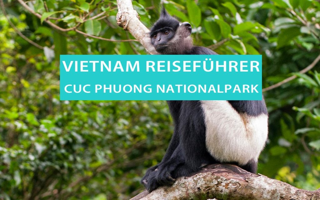 Delacour-Langur: Affen mit den weißen Hosen im Cuc Phuong Nationalpark in Vietnam