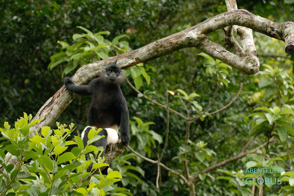 Ein Delacour-Langur sitzt auf einem Ast und schaut in die Kamera im Endangered Primate Rescue Center im Cuc-Phuong-Nationalpark, Ninh Binh.