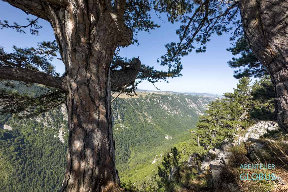 Zwischen Kiefern Blick in die Susica-Schlucht vom Aussichtspunkt Vidikovac Kanjon Susica im Nationalpark Durmitor