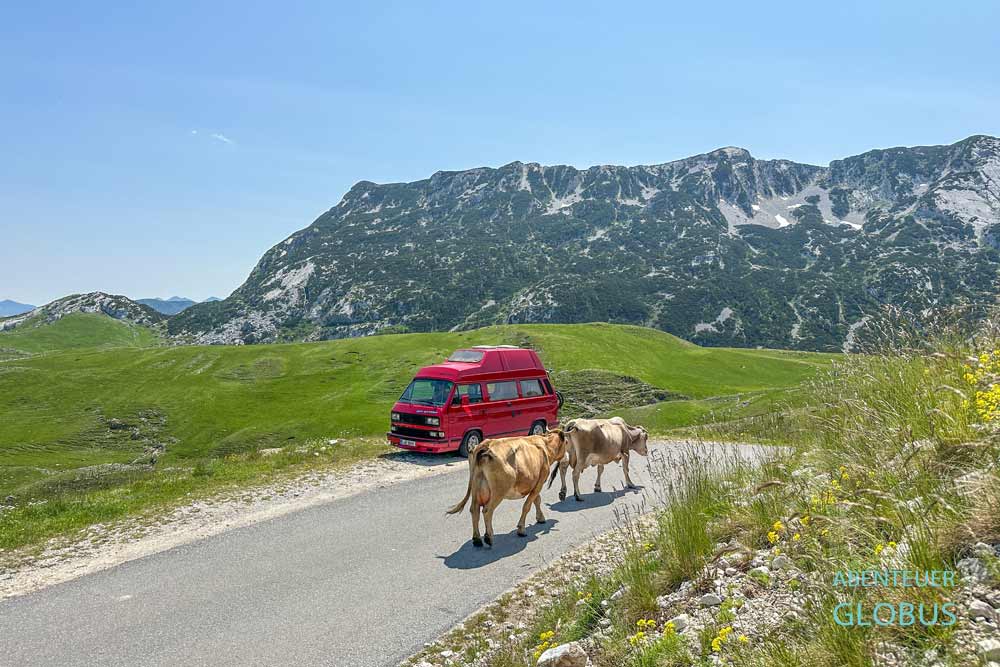 Roter Camper und Kühe auf der Panoramastraße 2 Durmitor-Ring mit im Nationalpark Durmitor