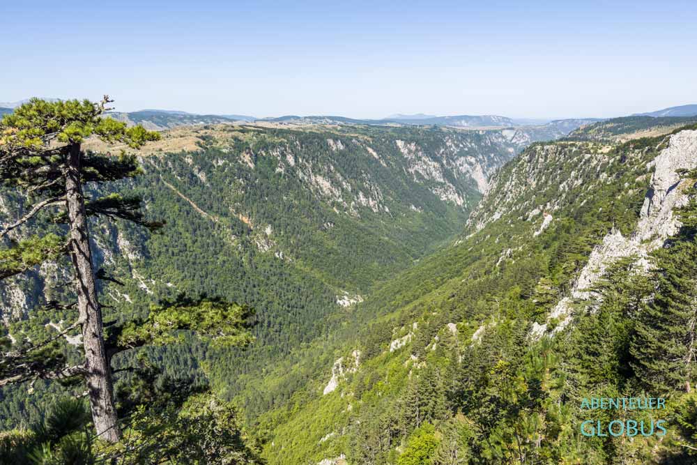 Blick in den grünen Sušica-Canyon am Durmitor-Ring mit einer Kiefer im Vordergrund im Nationalpark Durmitor.