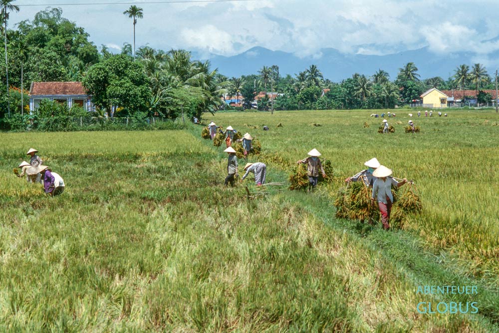 Blick aus dem Wiedervereinigungsexpress auf Frauen bei der Reisernte
