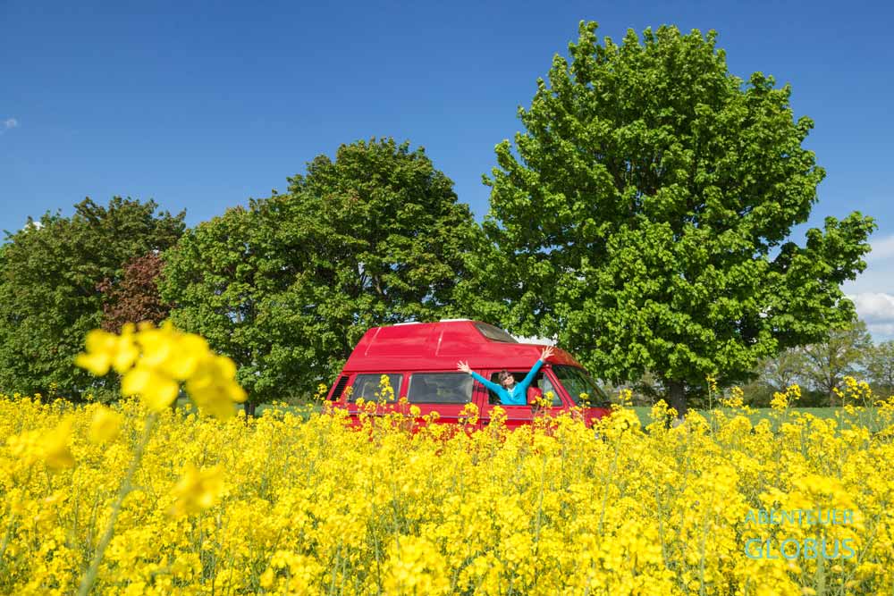 Roter Bulli VW T3 am blühenden Rapsfelder in der Sächsischen Schweiz