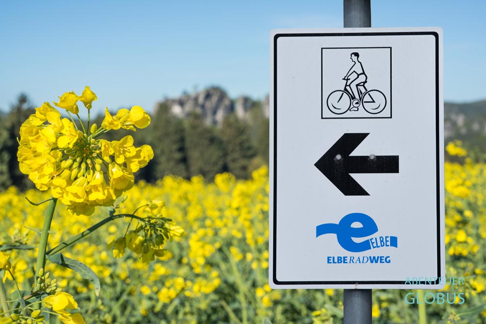 Schild am Elberadweg vor blühendem Rapsfeld in der Sächsischen Schweiz