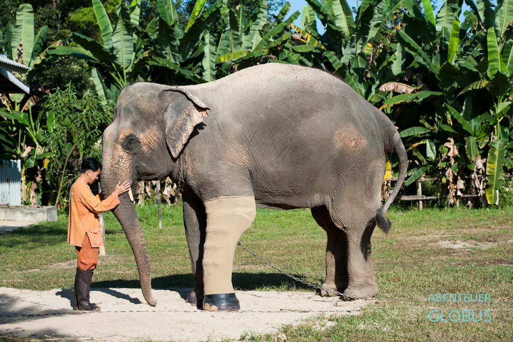 Elefantin Motala mit Beinprothese und einem Tierpfleger im Elephant Hospital der FAE in Lampang, Thailand.