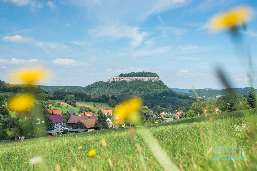 Gelbe Blumenwiese im Vordergrund mit Blick auf die Festung Königstein auf dem Tafelberg im Elbsandsteingebirge.