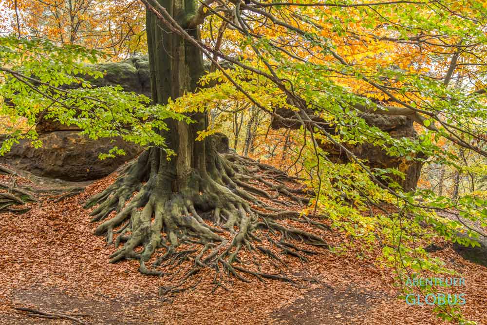 Wurzeln einer Buche hinter dem Kleinen Prebischtor in den Affensteinen im Elbsandsteingebirge