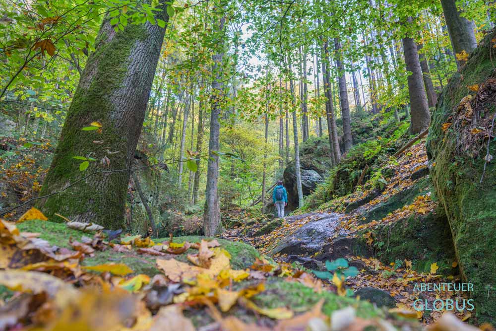 Wanderin im Buchenwald des Schindergrabens bei Hohnstein, Sächsische Schweiz