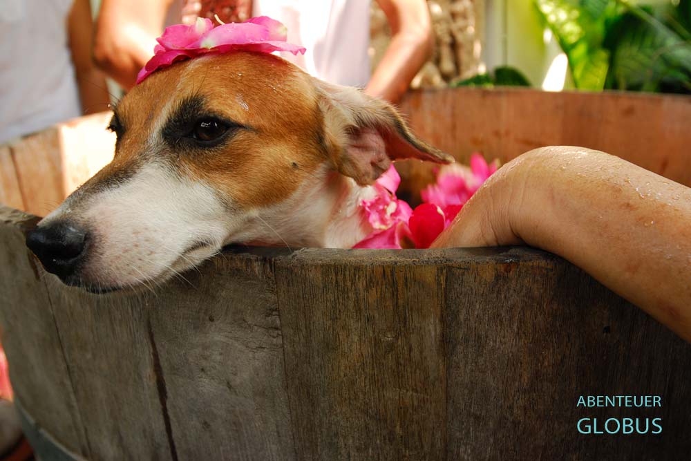 Ein Jack Russell Terrier genießt ein Blütenbad in einem Hunde-Wellness-Spa in Bangkok, Thailand