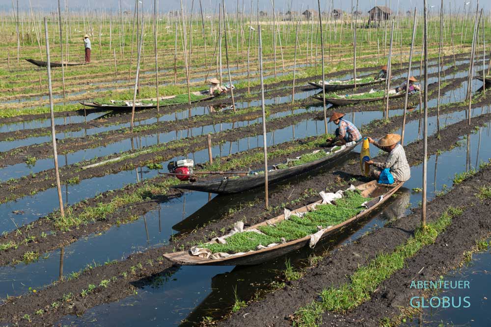 Holzboote mit Intha-Frauen in den berühmten schwimmenden Gärten des Inle-Sees, Myanmar.