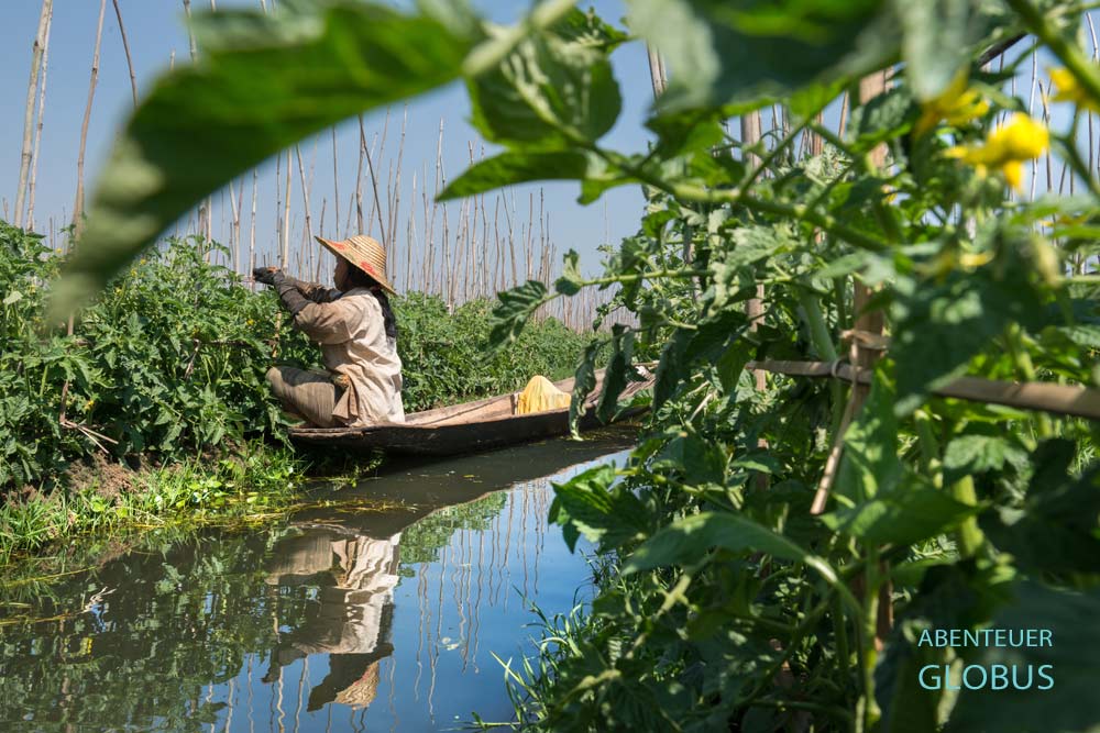 Im schwimmenden Garten des Inle-Sees sitzt eine Intha-Frau in ihrem Holzboot und kümmert sich um die Tomatenpflanzen.