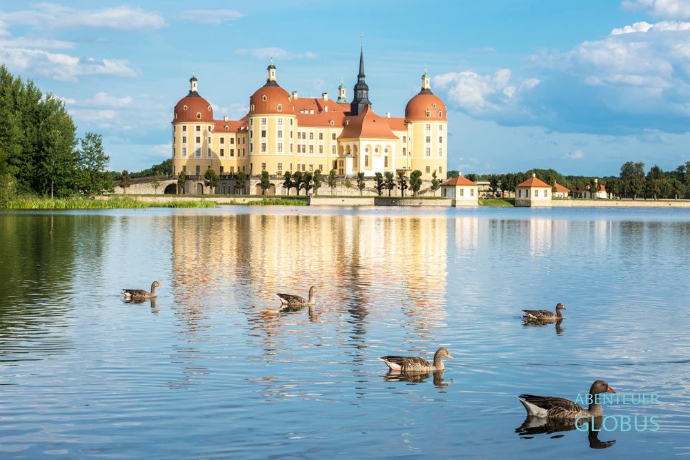 Jagdschloss Moritzburg auf einer künstlichen Insel, im Vordergrund Gänse auf dem See, in Moritzburg, Sachsen