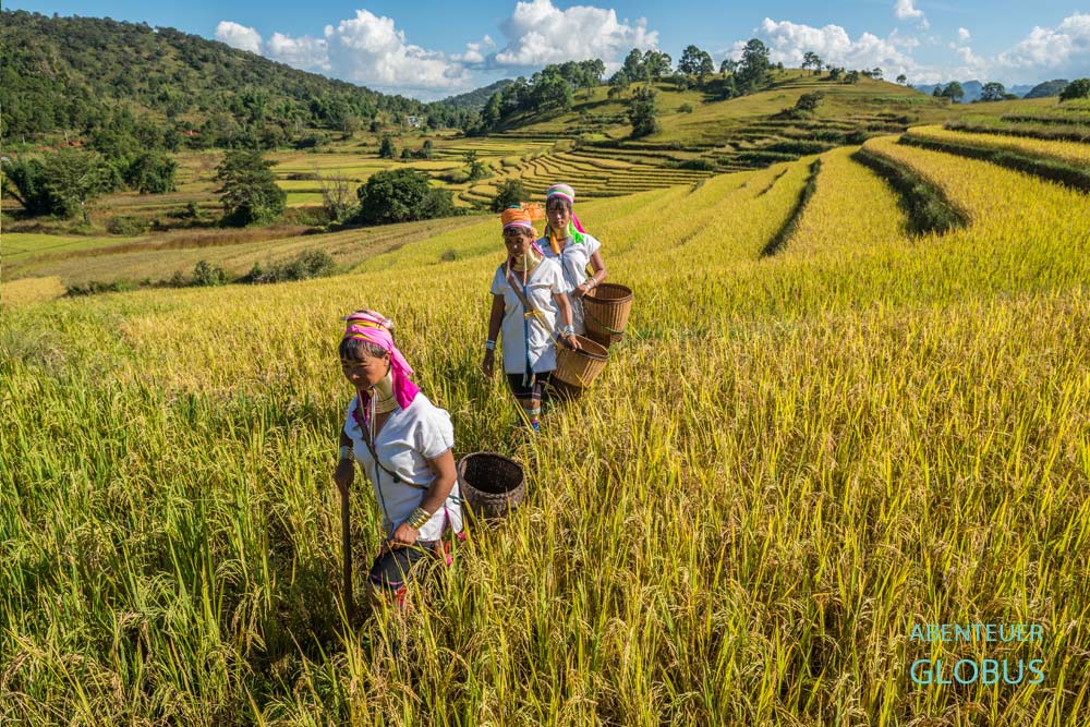 Padaung-Frauen (Long Neck Women) in traditioneller Kleidung im Reisfeld von Panpet, Myanmar.