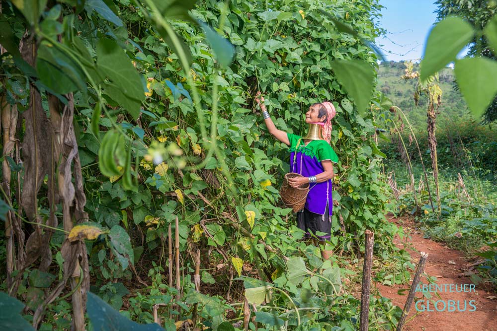 Frau der Kayan Lahwi erntet Bohnen im Padaung-Dorf Panpet, Myanmar.