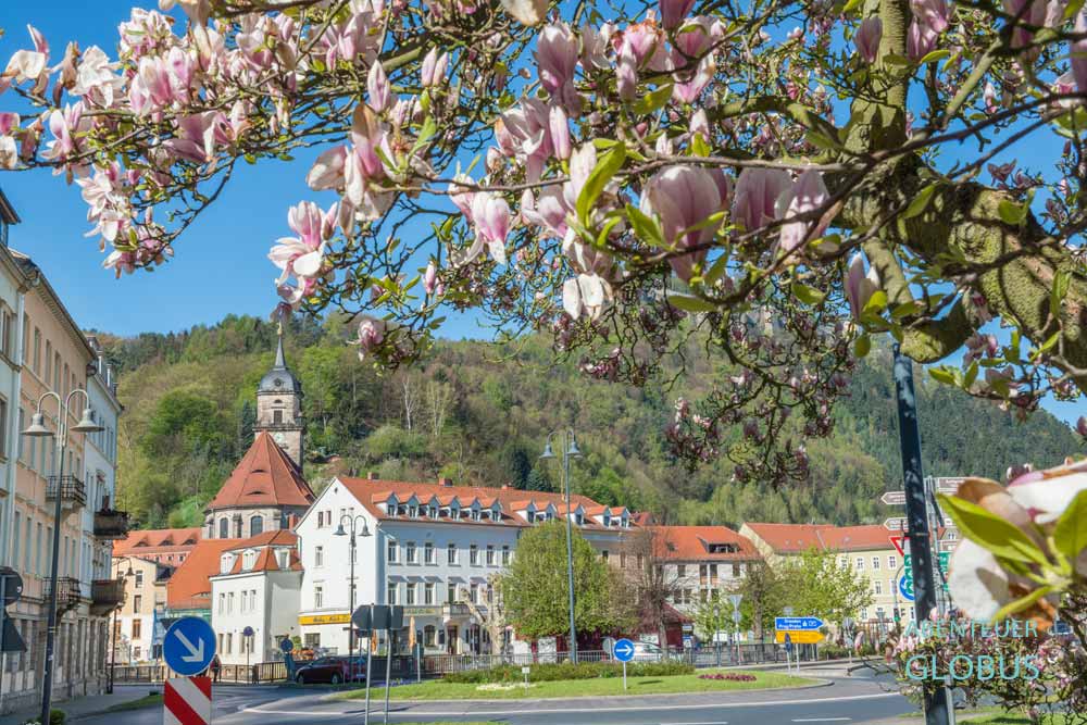 Blühende Magnolie, Kreisverkehr und Marienkirche in Königstein, Elbsandsteingebirge in Sachsen