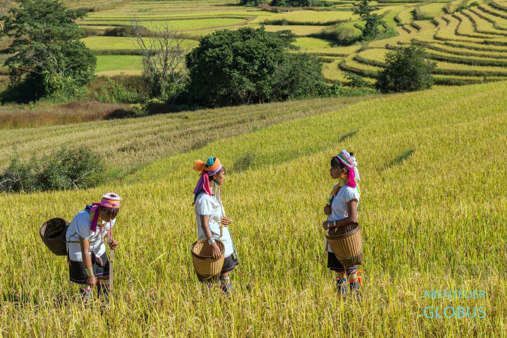 Frauen der Kayan Lahwi (Padaung) mit traditionellen Messinghalsringen in einem Reisfeld