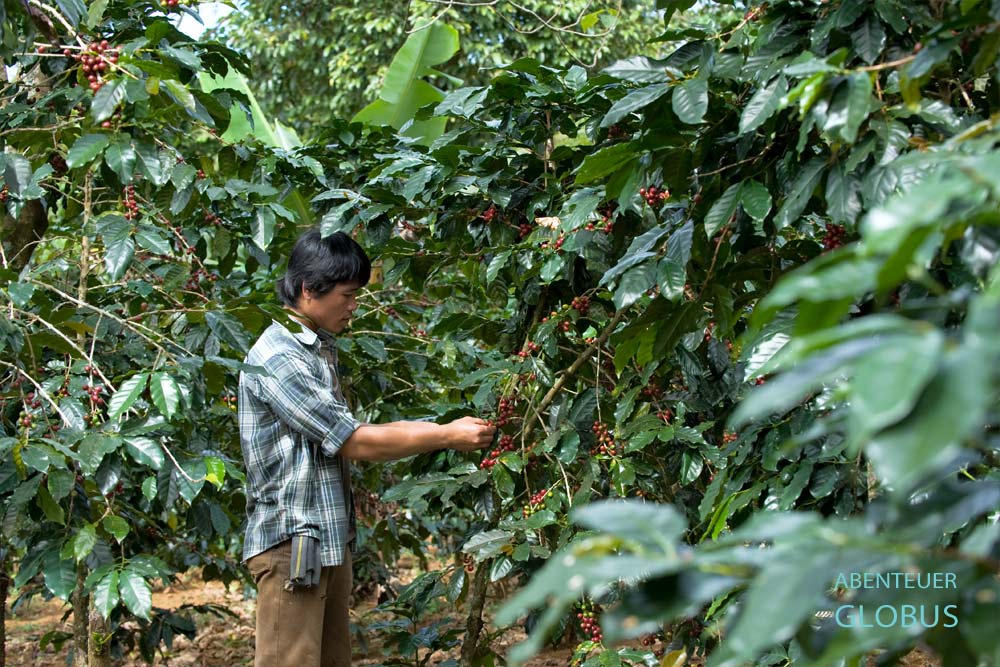 Kaffeebauer bei der Ernte auf dem Bolaven-Plateau in Laos.