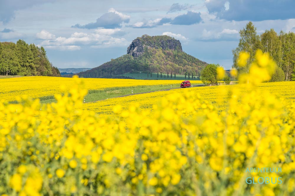 Roter Campervan VW T3 zwischen Rapsfeldern, Tafelberg Lilienstein im Hintergrund im Nationalpark Sächsische Schweiz