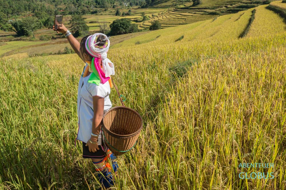 Padaung-Frau (Long Neck Woman) beim Selfie im Reisfeld bei Panpet, Myanmar.