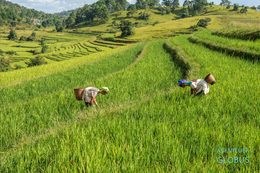 Zwei Frauen der Kayan Lahwi arbeiten in einem grünen Reisfeld nahe dem Padaung-Dorf Panpet in Myanmar.