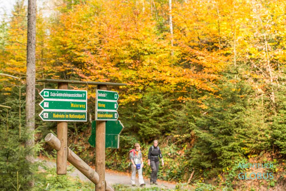 Grüne Hinweisschilder am Malerweg, dahinter Wanderer im Herbstwald im Nationalpark Sächsische Schweiz